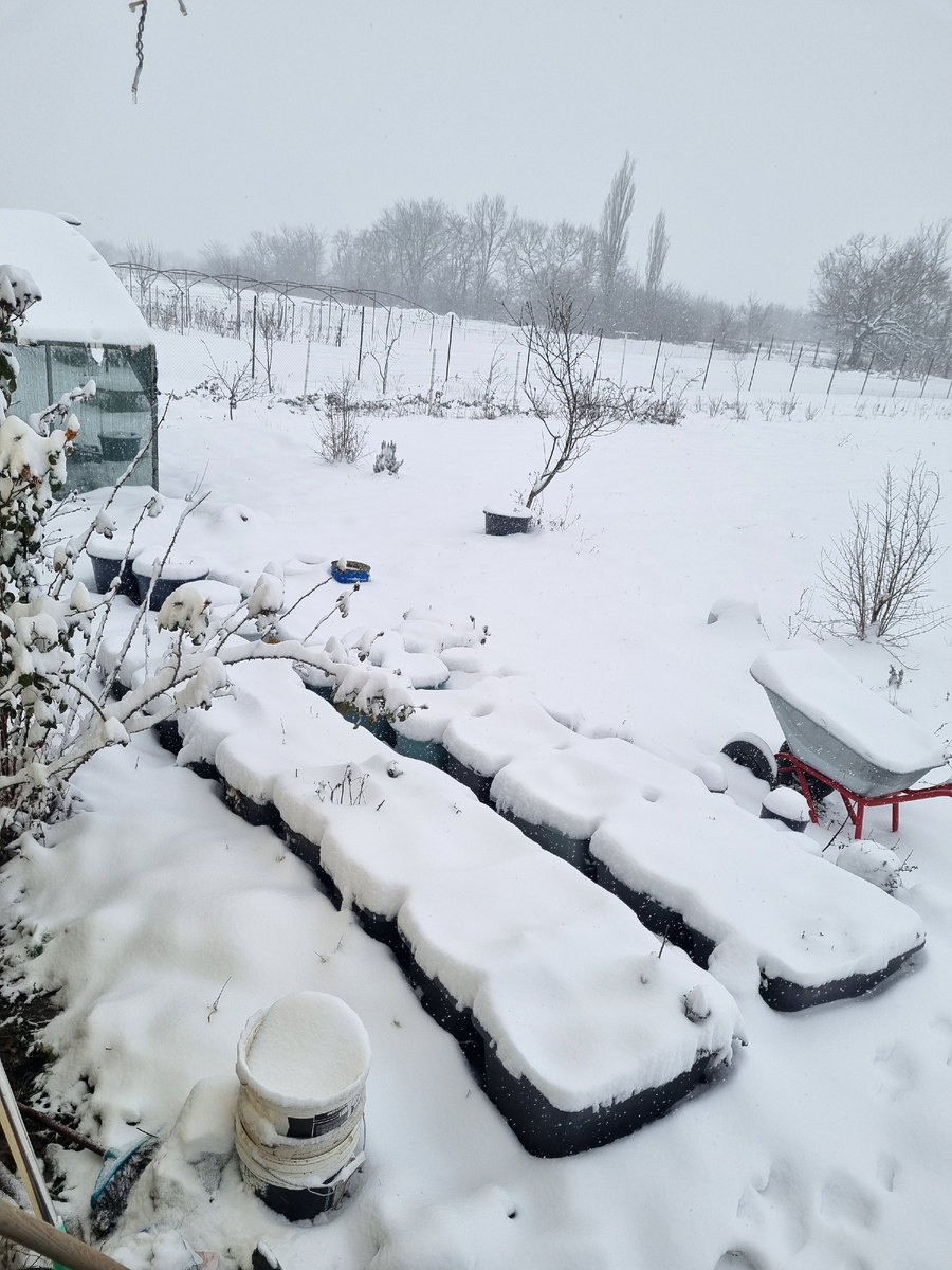 Мои мятные тазы