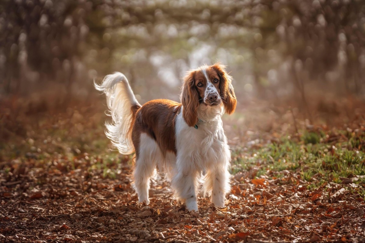    Натуральное питание для спаниеля должно быть сбалансированным.