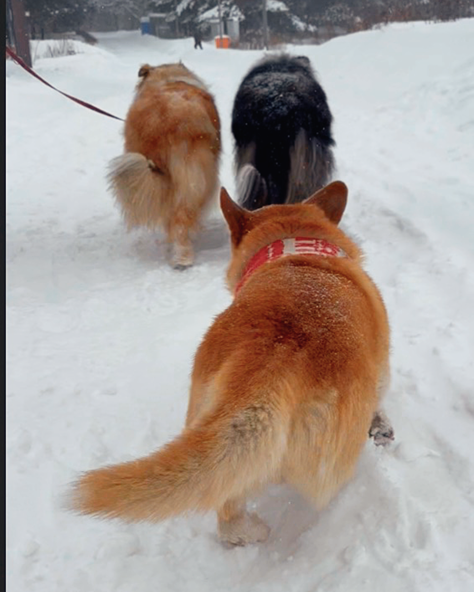Трижды попастый понедельник. Корги Бильбо, колли Эльфа и колли Лиза