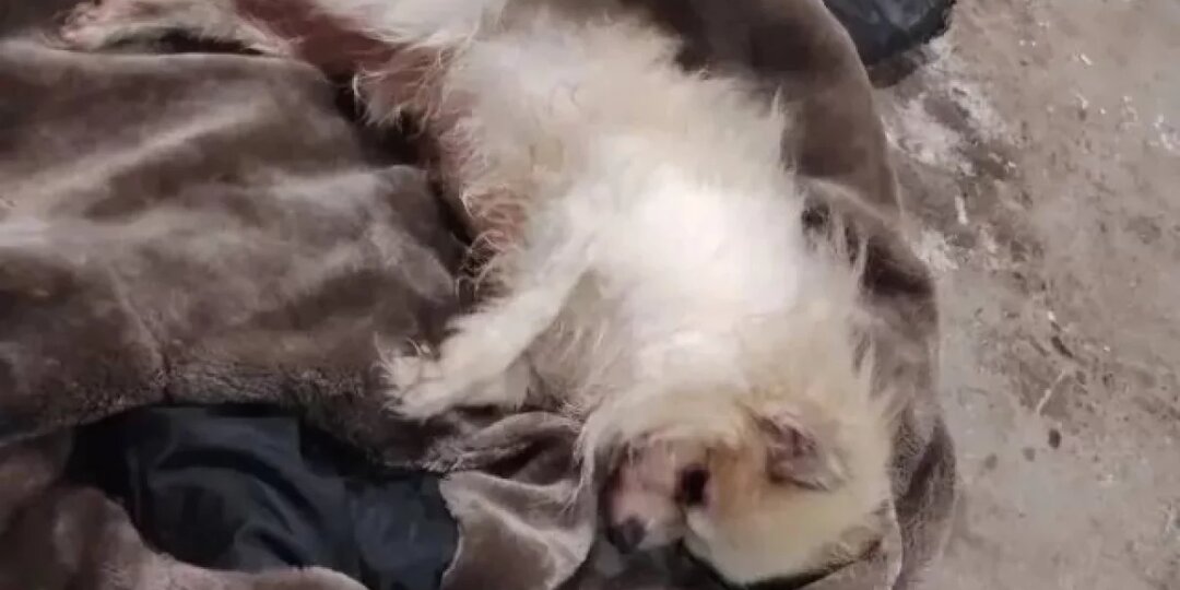 Под Новосибирском спасли шпица, выброшенного на смерть