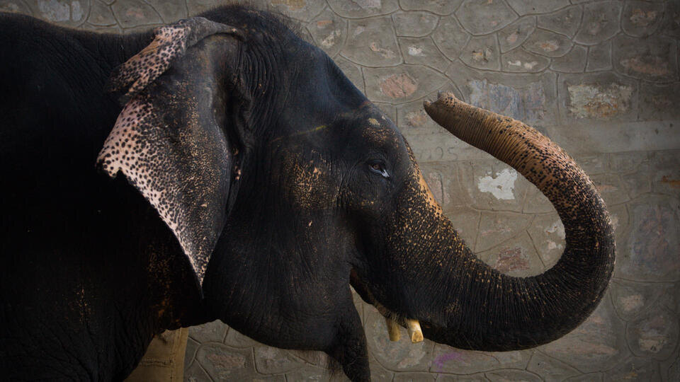     Отрывал головы и давил людей: слон за новогодние каникулы убил 17 человек www.globallookpress.com/Zheng Huansong