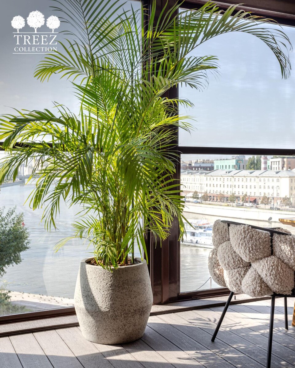 Кашпо и растения TREEZ Collection