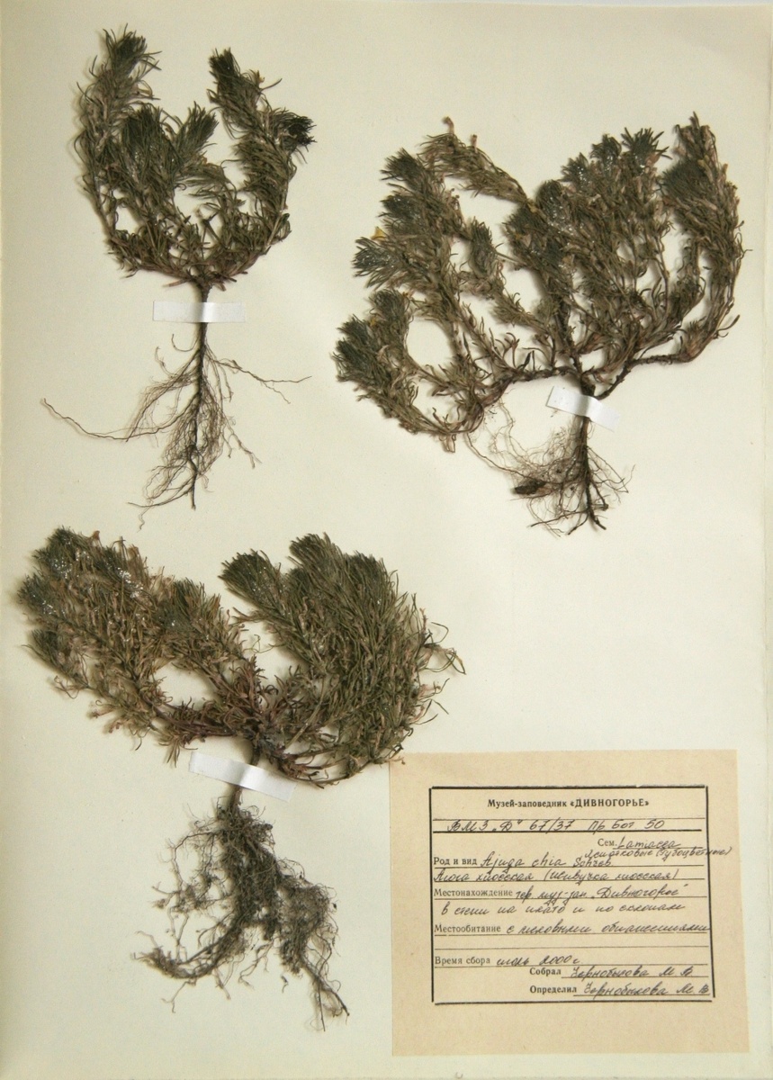 Аюга хиосская - Ajuga chia Schreb. многолетнее травянистое растение, вид рода Живучка Сем. Lamiaceae - Яснотковые