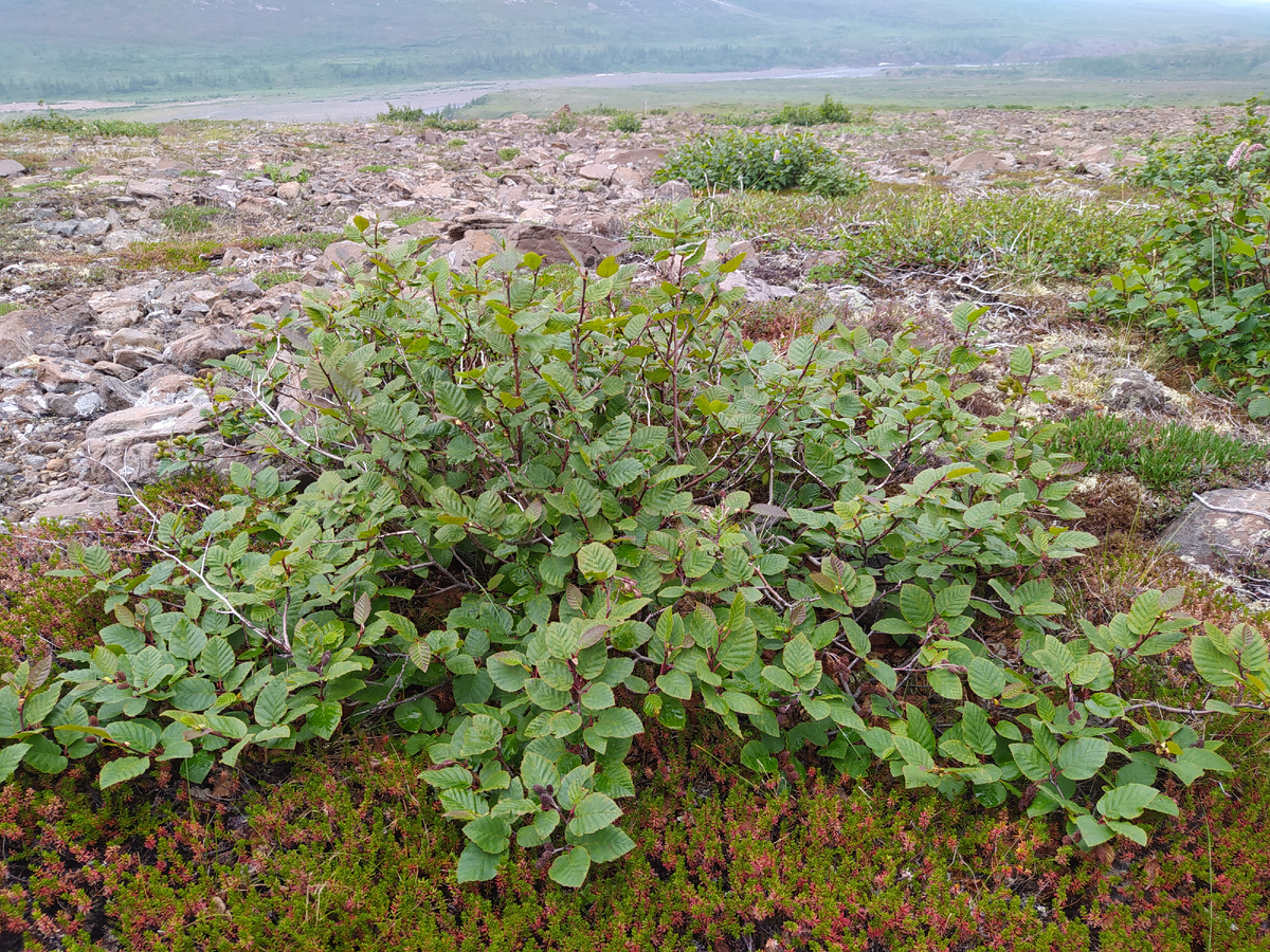 Тундра под Норильском