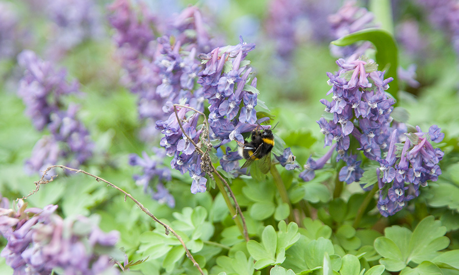 Хохлатка плотная - Corydalis solida