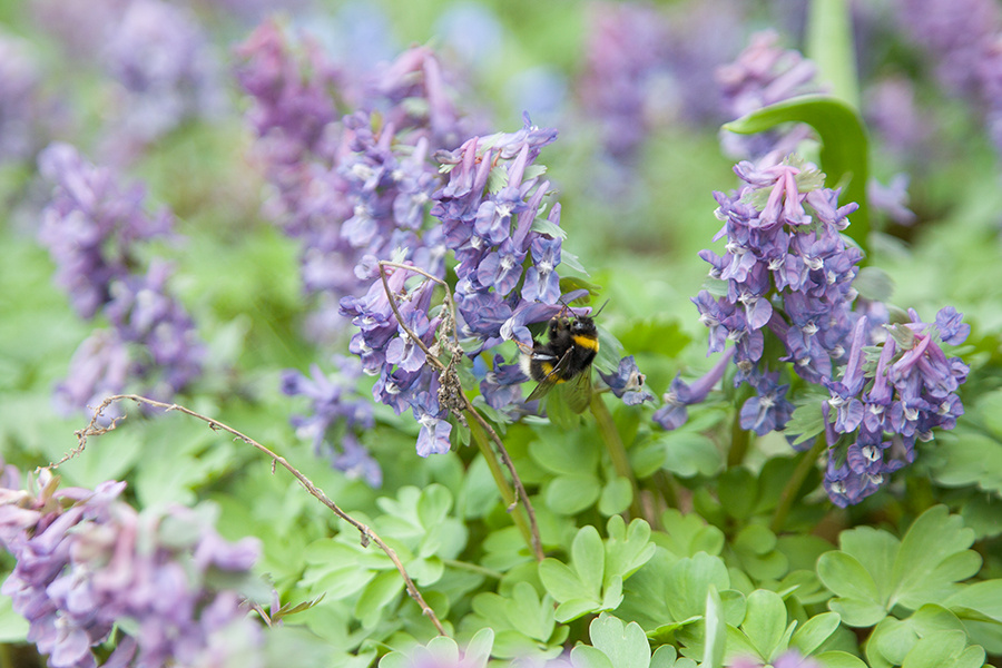 Во время массового цветения хохлаток в жаркую погоду воздух в лесу пропитывается нежным ароматом