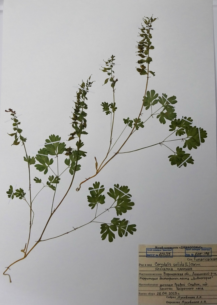 Гербарий многолетнего травянистого растения в период плодоношения и рассеивания семян. Представлены два экземпляра: стебли несут длинночерешковые листья, разделенные на мелкие лопасти, на верху - кистевидные соплодия, некоторые плоды раскрыты, видны блестящие черные семена.