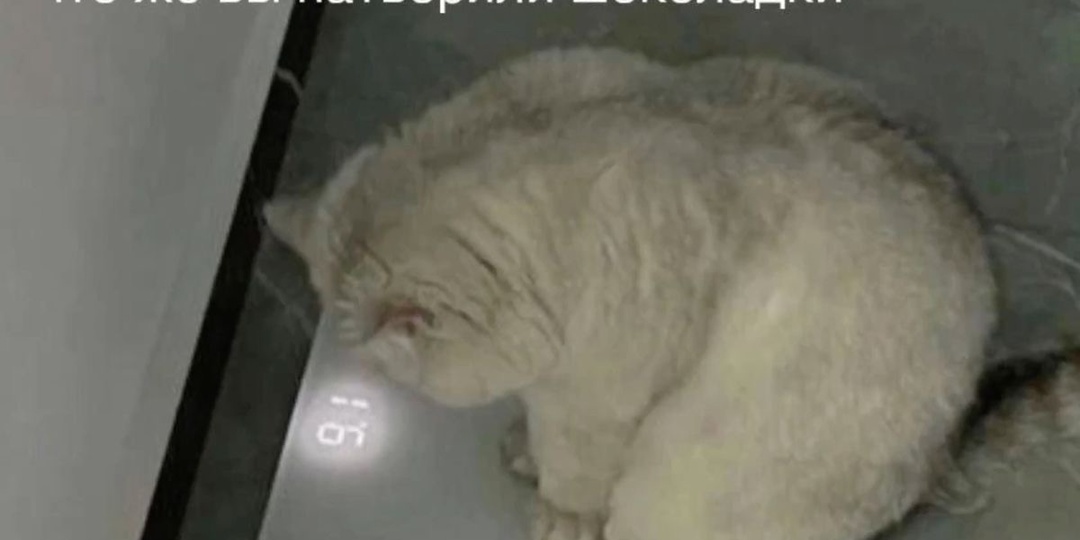 Сладкое не идет сразу в жир - так ли это?