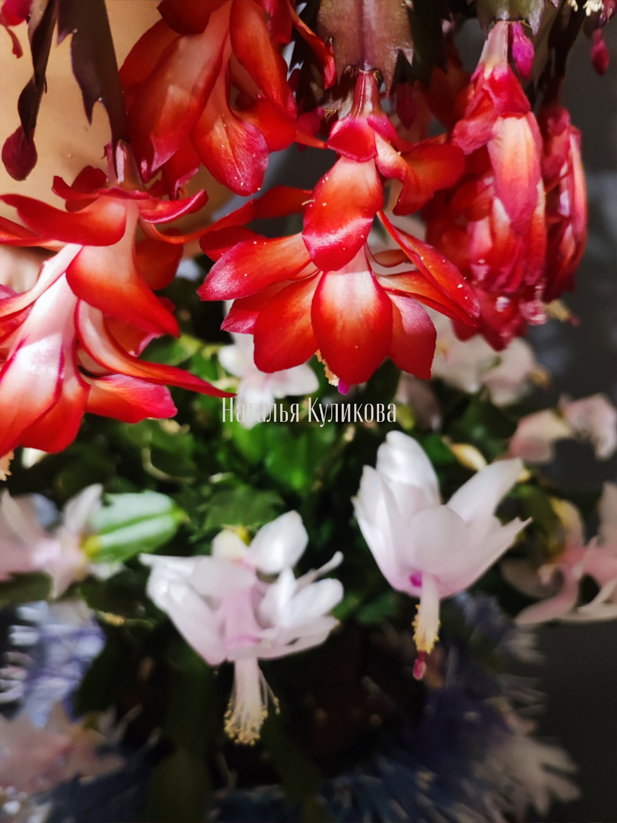 Цветение шлюмбергеры 2025. Фото автора Натальи Куликовой. 