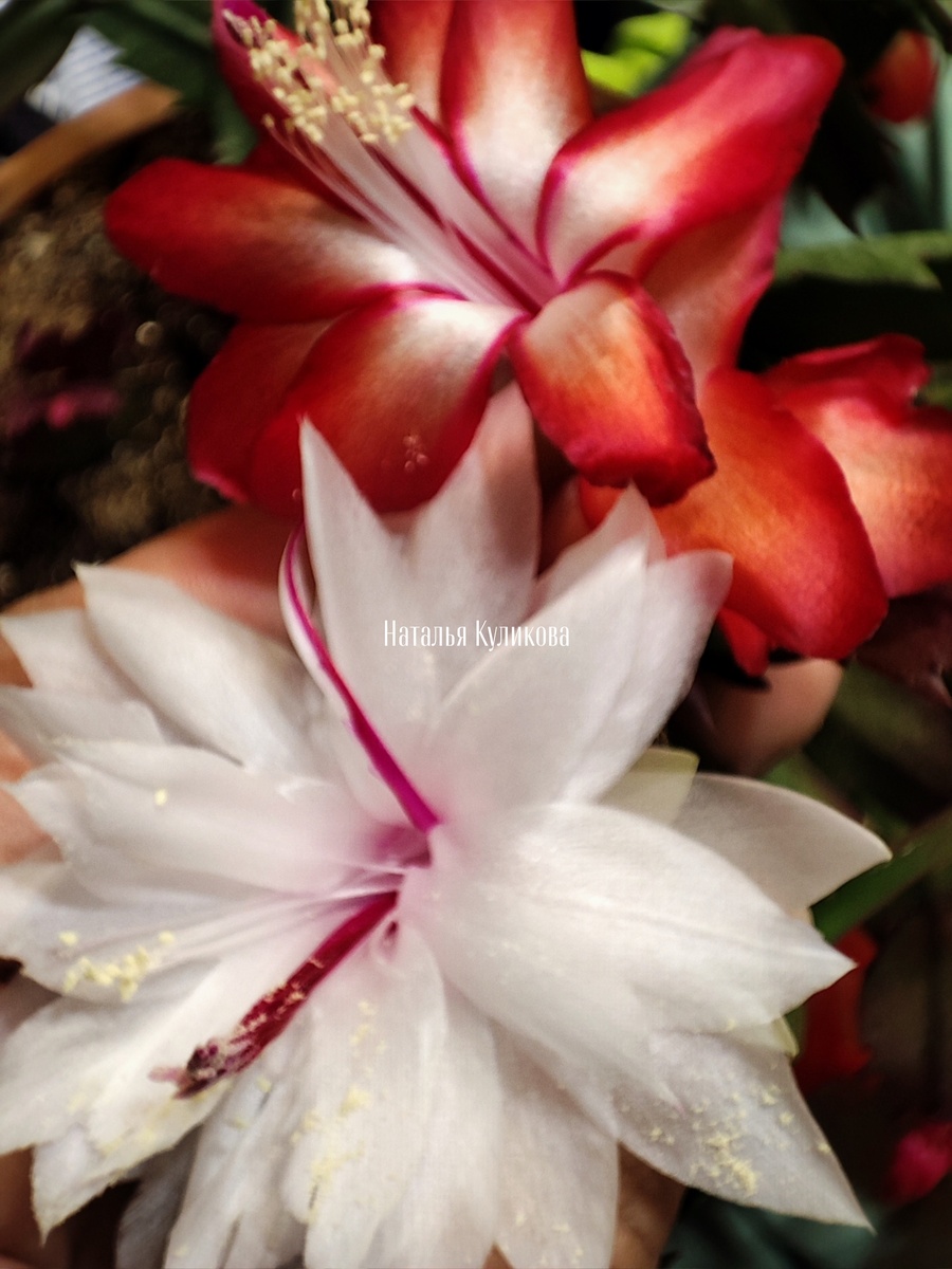 Шлюмбергера Бранка Добралась (снизу) и шлюмбергера Вино Бразил (сверху). Фото автора Натальи Куликовой. 