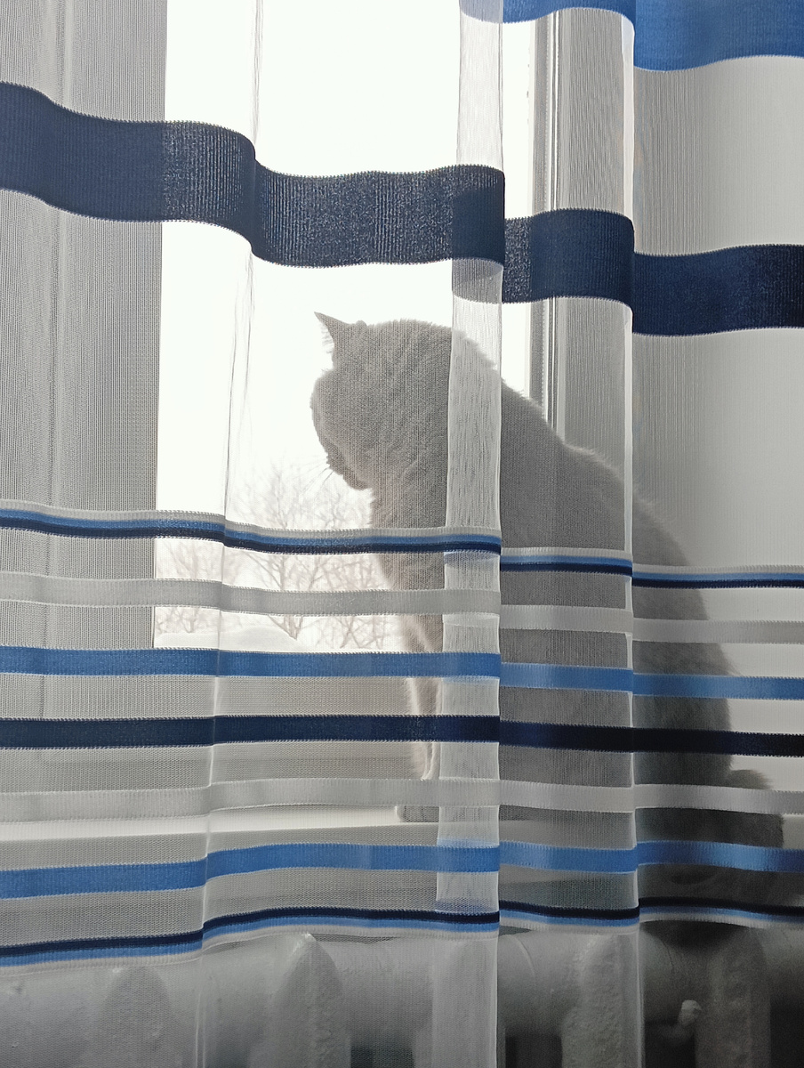 Фото автора "мой кот".