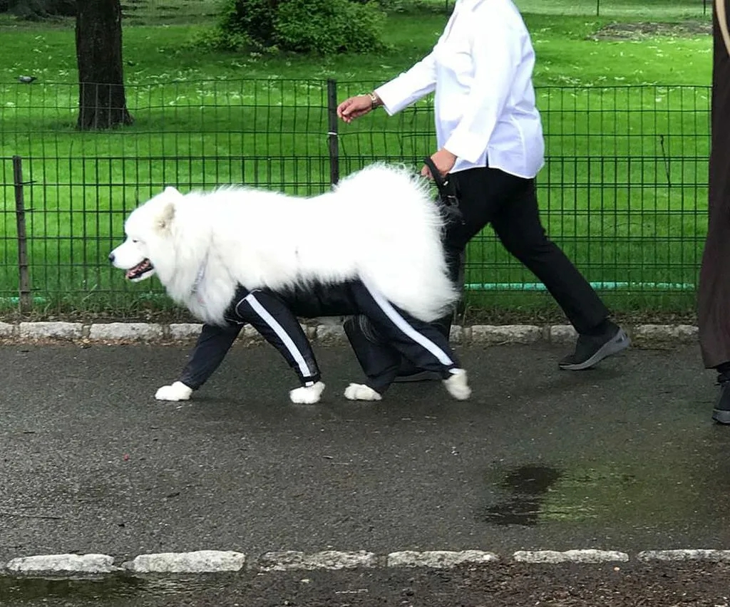 Так вот как правильно выглядят штаны у собаки! 