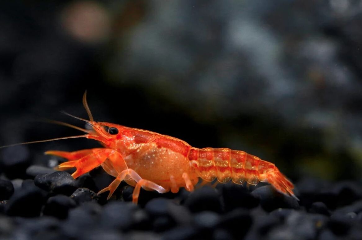 Тот самый случай, когда грозный хищник помещается на кончике пальца.