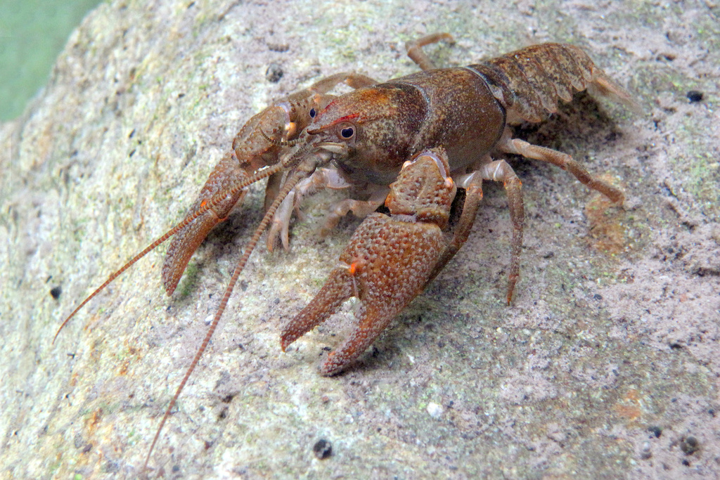 Каменный рак — непревзойденный мастер подводного камуфляжа