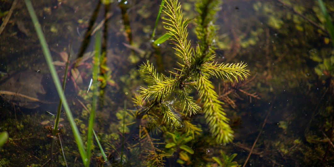 Новое исследование: Растения поглощают меньше CO₂, чем предполагалось .
