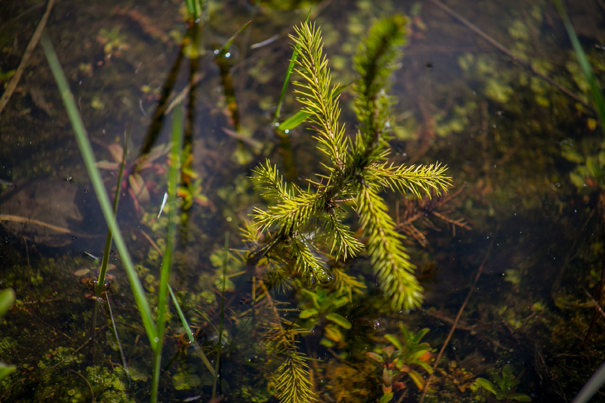 Фото: РусКлиматФонд