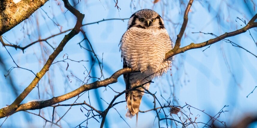    Алёна Бобрович