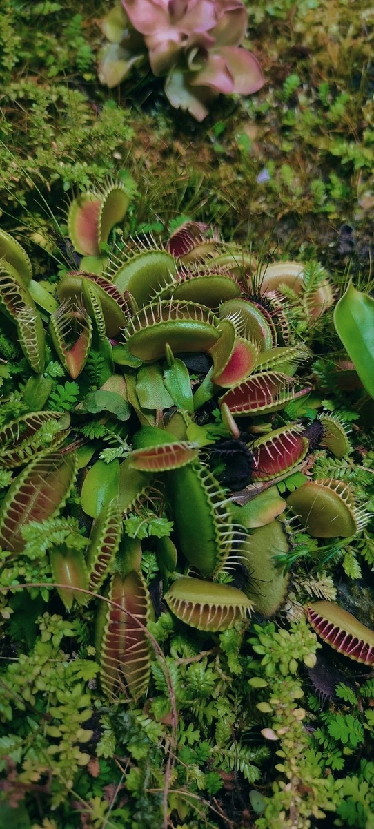 Венерина мухоловка 