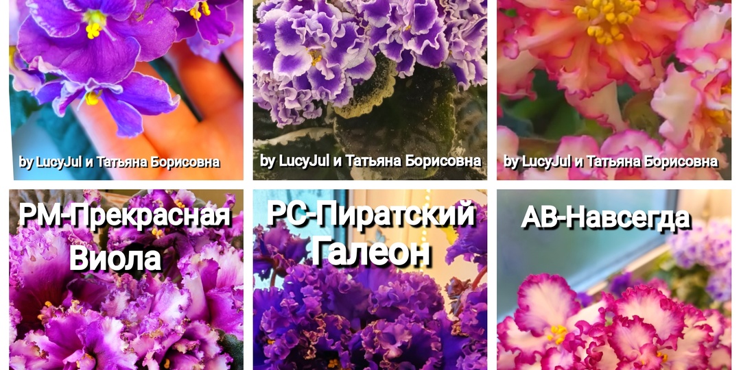 Бронь на почтовый сезон 2026! Фиалки (Сенполии) и Суккуленты.