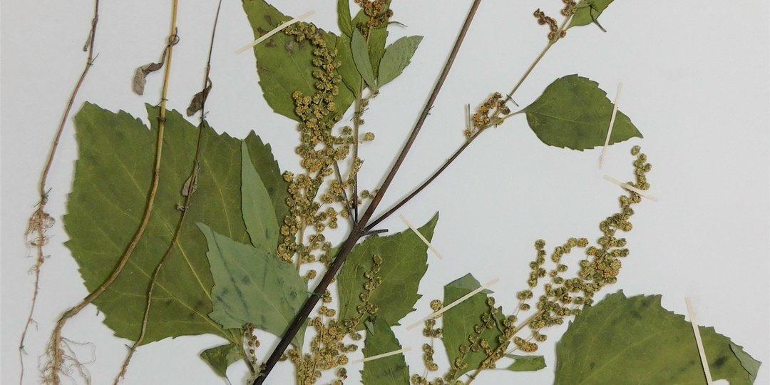 Циклахена дурнишниколистная - Cyclachaena xanthiifolia