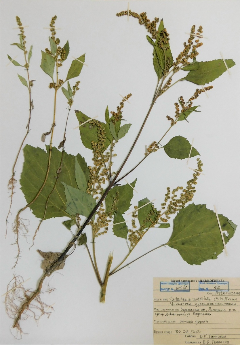 Гербарий однолетнего растения в период цветения