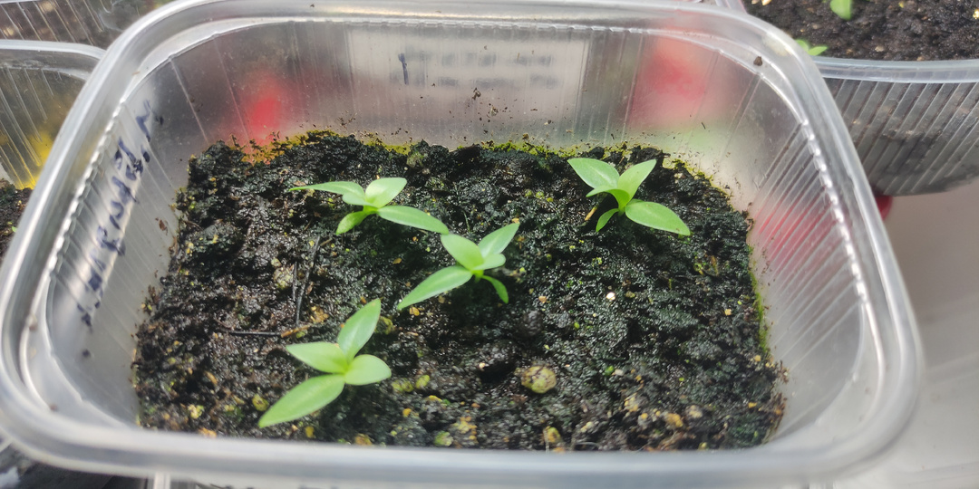 Я посадила 9 сортов эустомы, прошло полтора месяца показываю что растёт, а что не взошло