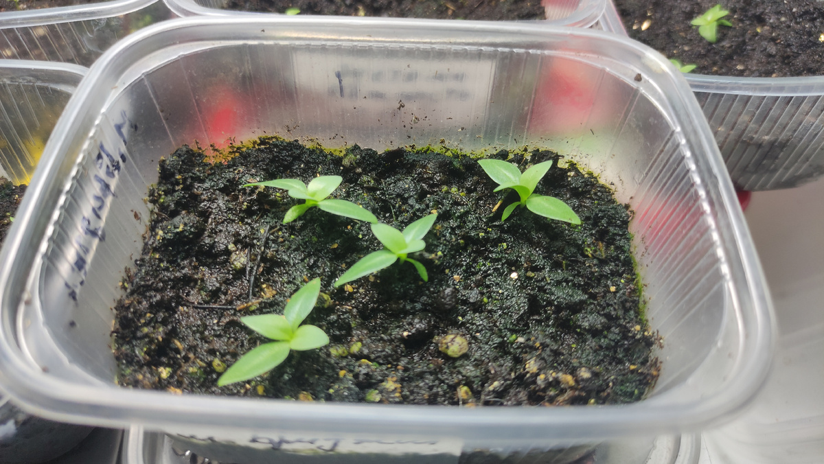 Мадам Бриджит