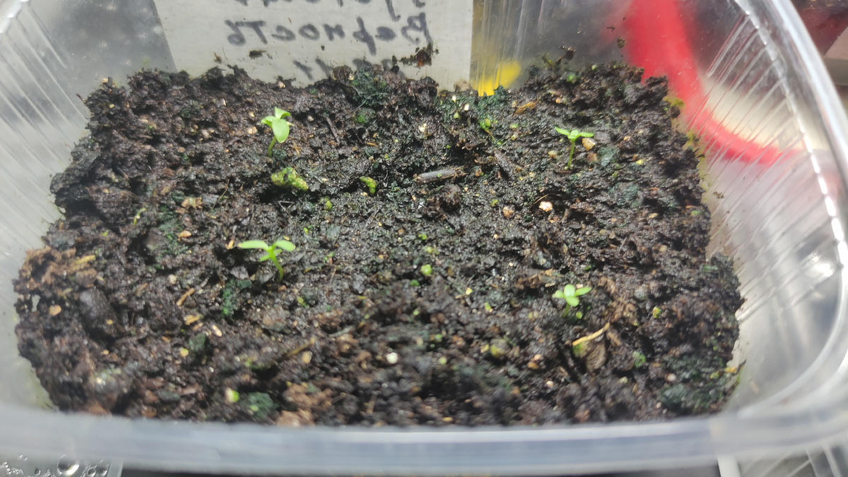 Эустома Верность