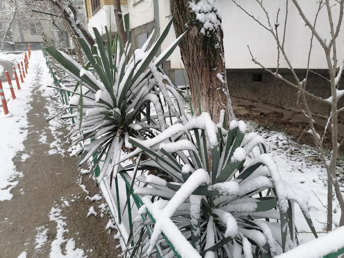 Классика южной зимы - юкки в снегу)