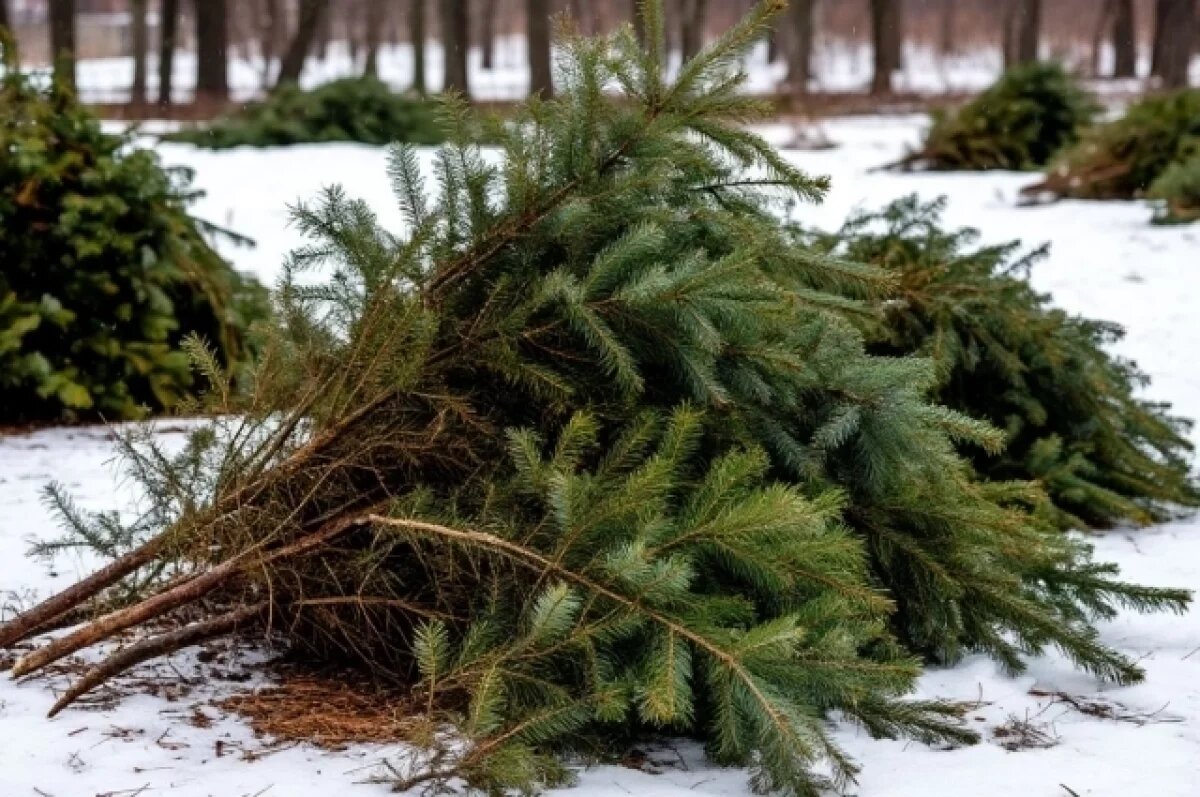    Жители Иркутска могут сдать ёлки на корм и подстилки для животных