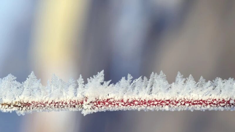     Зима, мороз. Изморозь. СС0