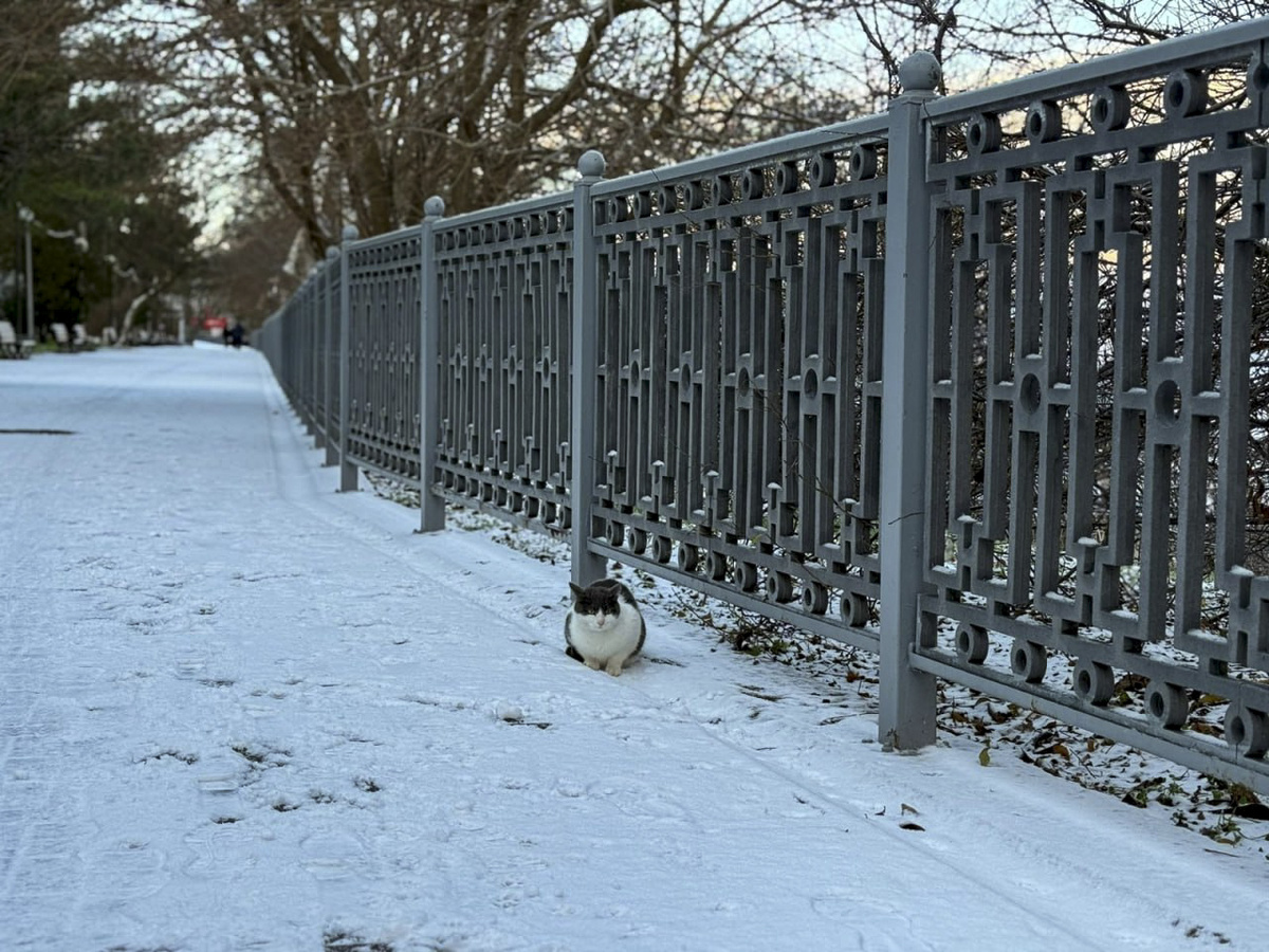 Депутат Хмелевской не нашел снегоуборочную технику в Краснодаре.  Фото: Фото: ФедералПресс / Евгений Поторочин