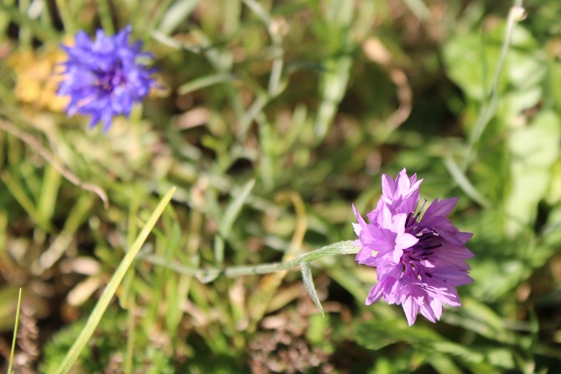 Василек посевной