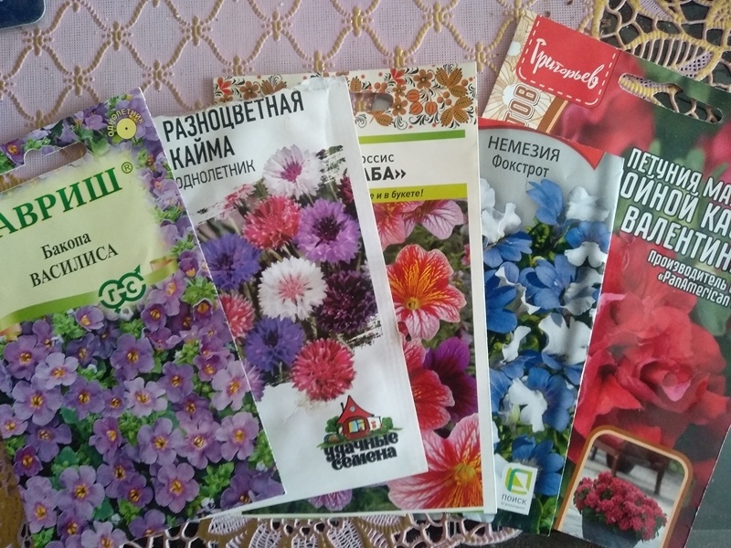 Цветы разочаровашки