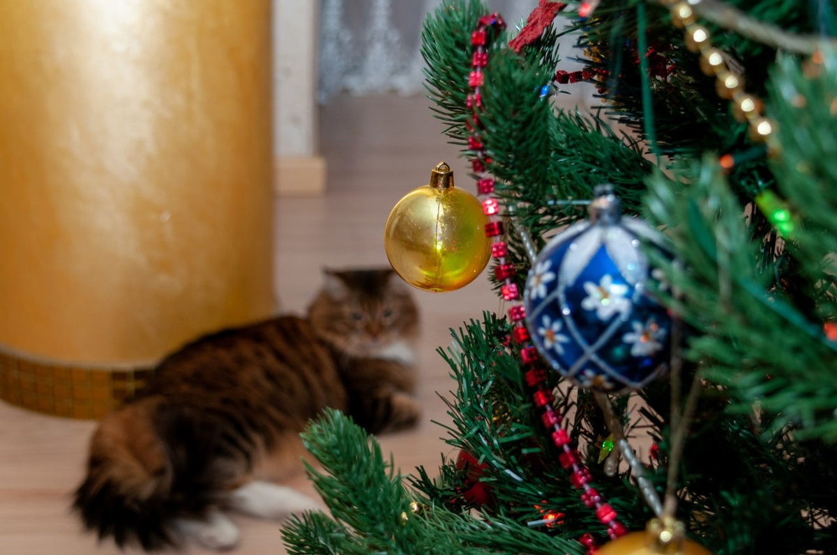 Большинство россиян украшает дома живыми елками, создавая атмосферу уюта и праздничного настроения.  Фото: ФедералПресс / Светлана Возмилова