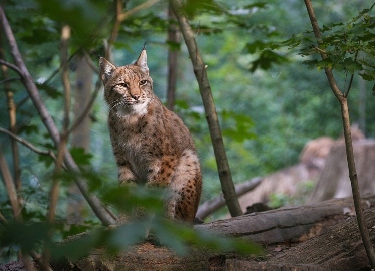 Рысь. Достанет кого угодно. Когда угодно. И где угодно
