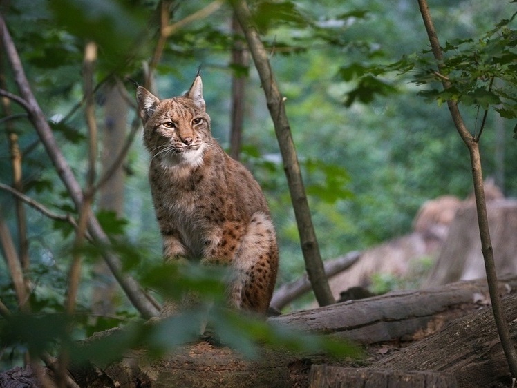     Фото: Freepik.com/vladimircech