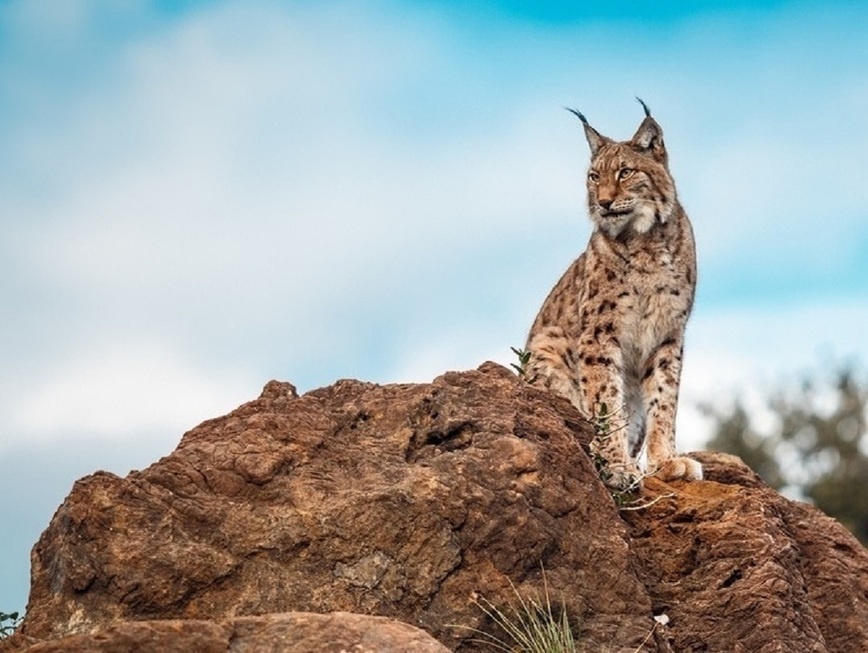     Фото: Freepik.com/sergiorojoes