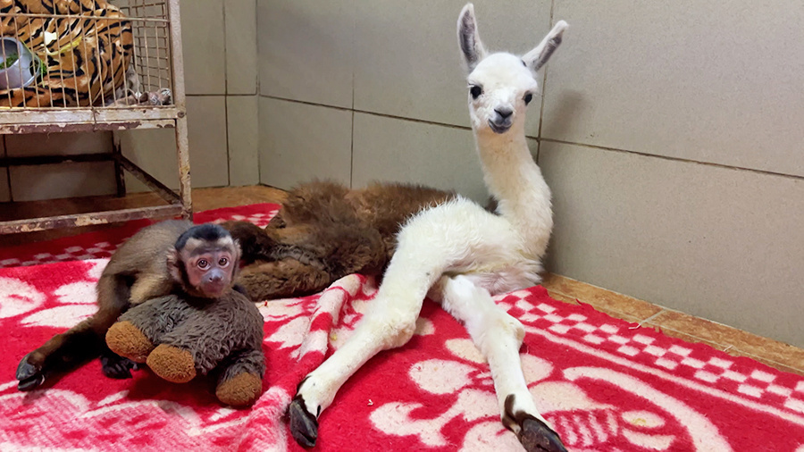    © АО "ТВ Центр"