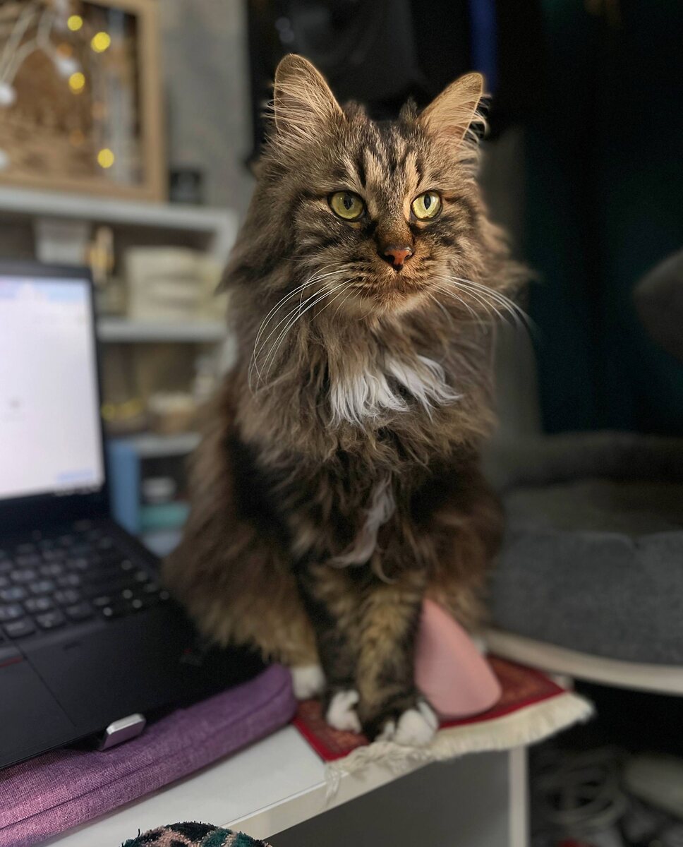 Шикотий тоже сонный, сидит на мыши моей