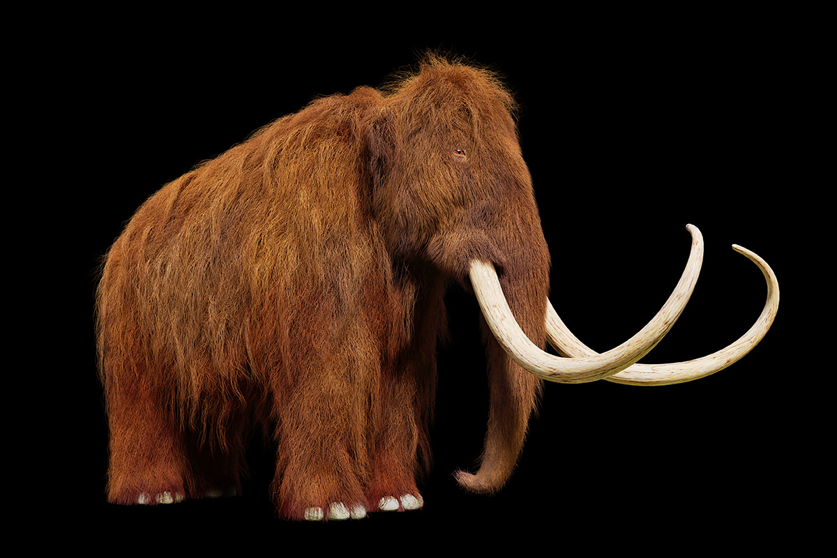 Dotted Yeti / Shutterstock / FOTODOM📷Его ближайшие живущие ныне родственники — индийские слоны