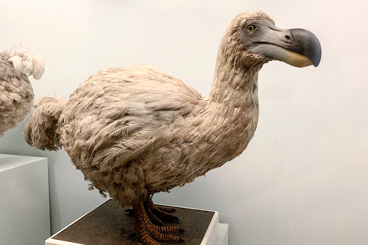 The Art of Pics / Shutterstock / FOTODOM📷Птица считается родственницей голубей, хотя и выглядела совсем иначе