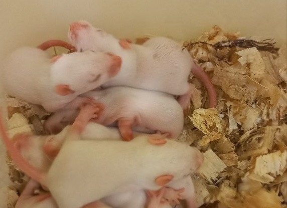    Соответствующий эксперимент ученые проведут на крысах, которые родились в начале 2026 года