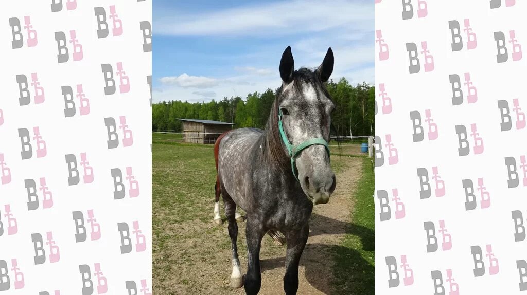 Орловская рысистая порода - это, без всякого преувеличения, национальное достояние России, самая известная и популярная в мире русская культурная порода лошадей, а до конца XIX века - самая резвая упряжная порода. Вот почему выбор Марьяны Давыдовой