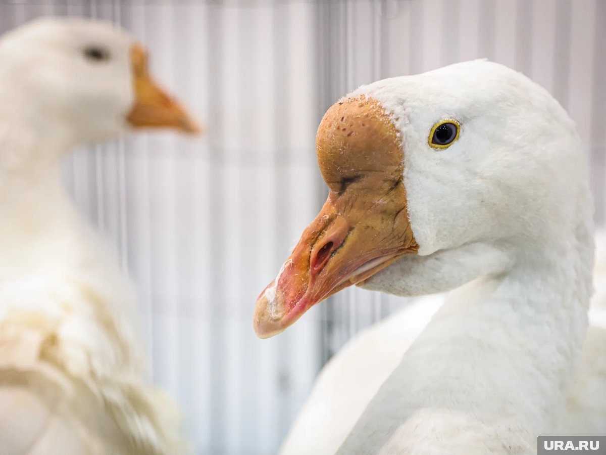     У курганского «гусиного» предприятия новый генеральный директор
