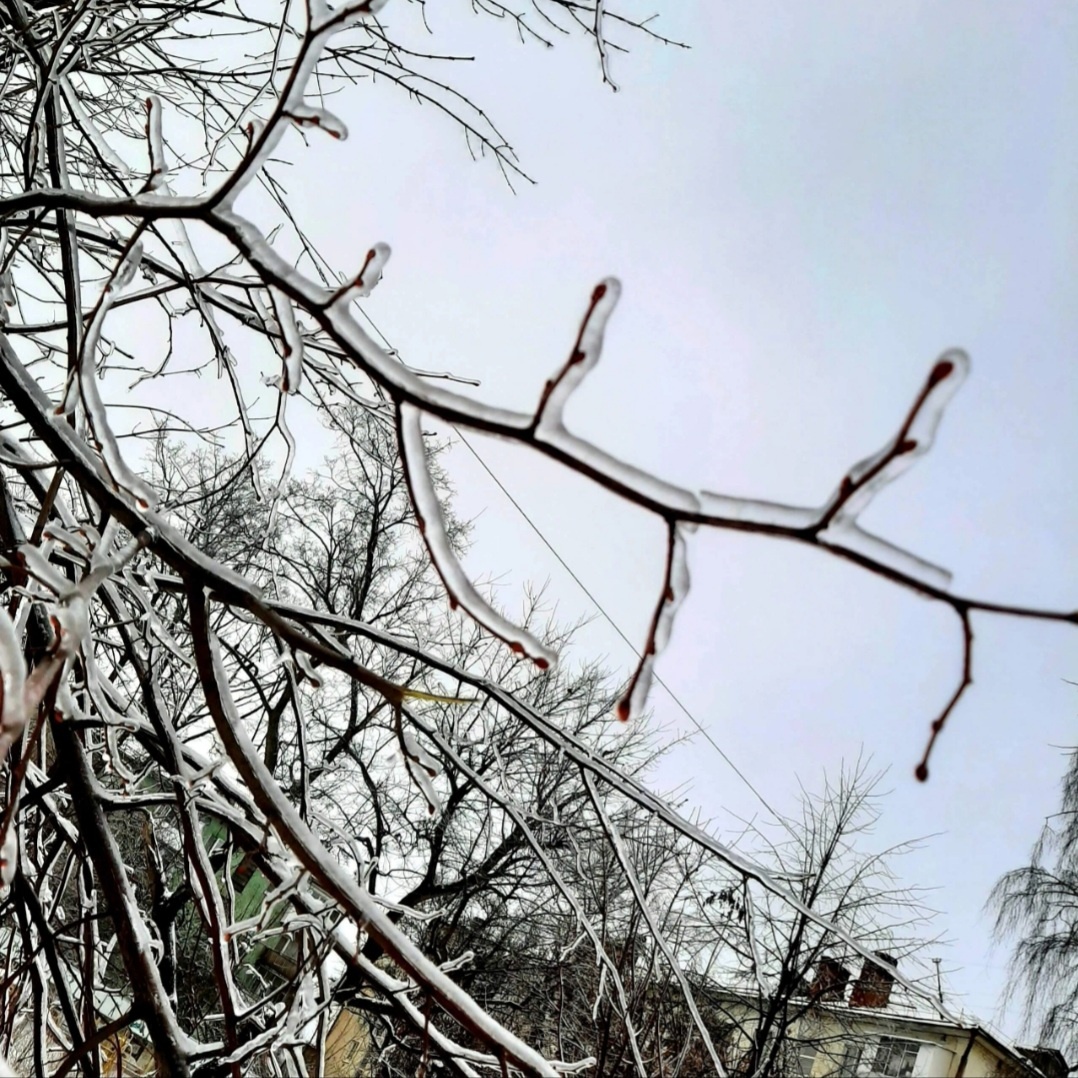 После ледяного дождя