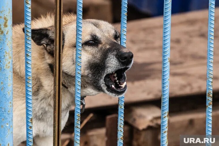 Волонтеры бьют тревогу из-за содержания собак в тобольском приюте. Фото: Илья Московец © URA.RU