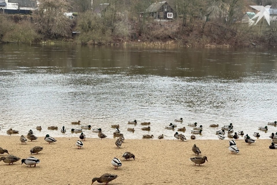    Специалисты просят белорусов не тревожить птиц в морозы – вот почему. Снимок носит иллюстративный характер. Фото: архив «КП»