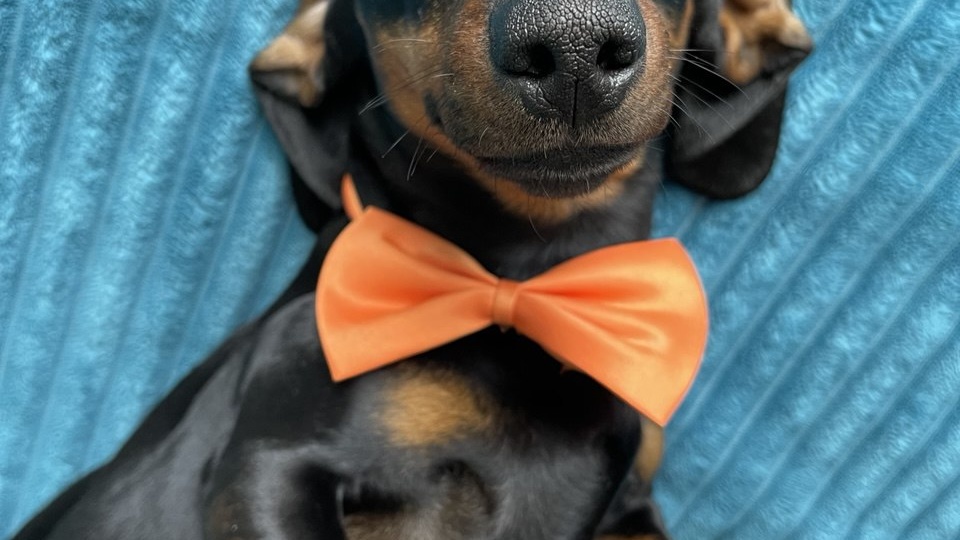 5 проделок маленького проказника Симбы