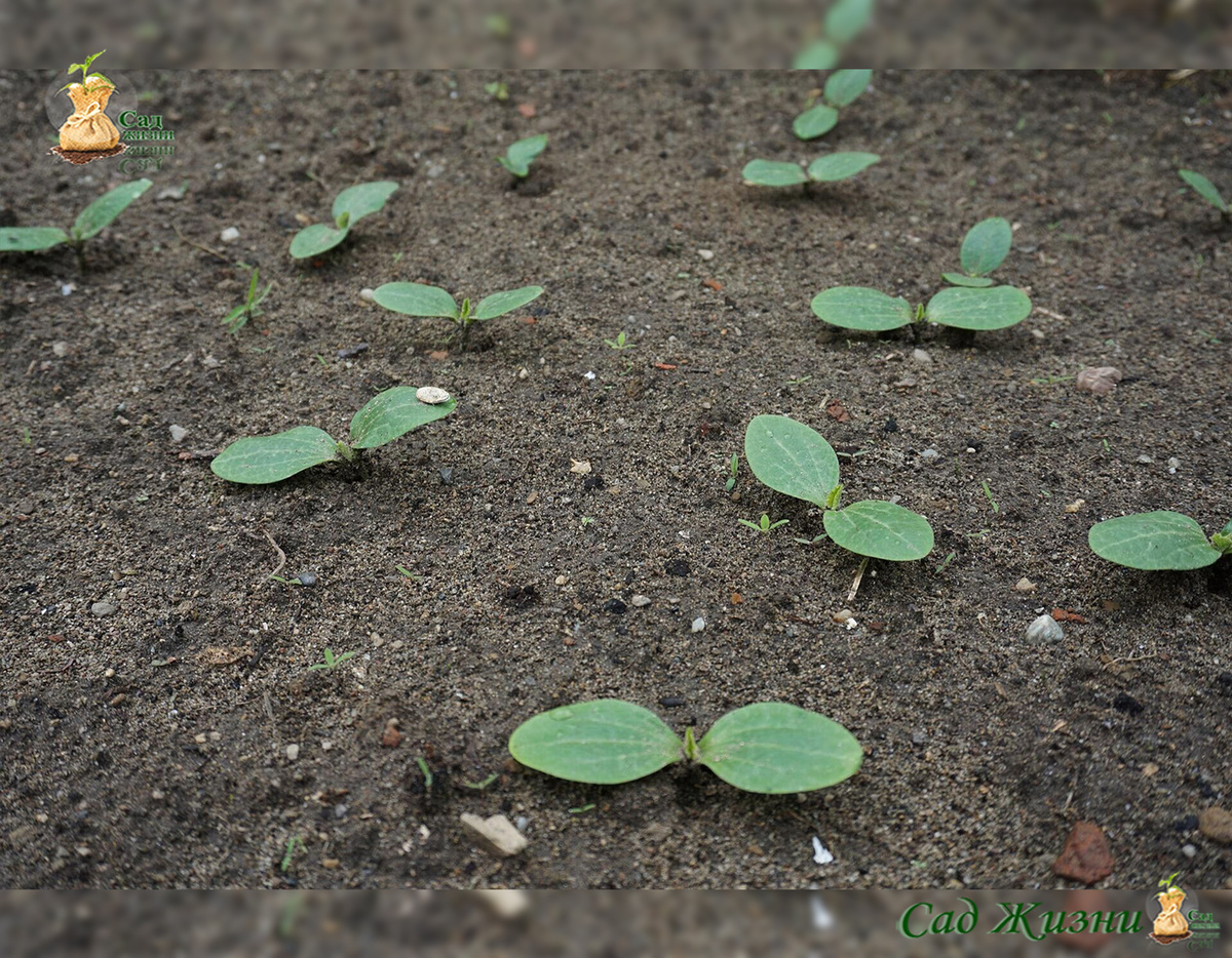 Почва прогрелась — растениям важнее это, чем фаза Луны